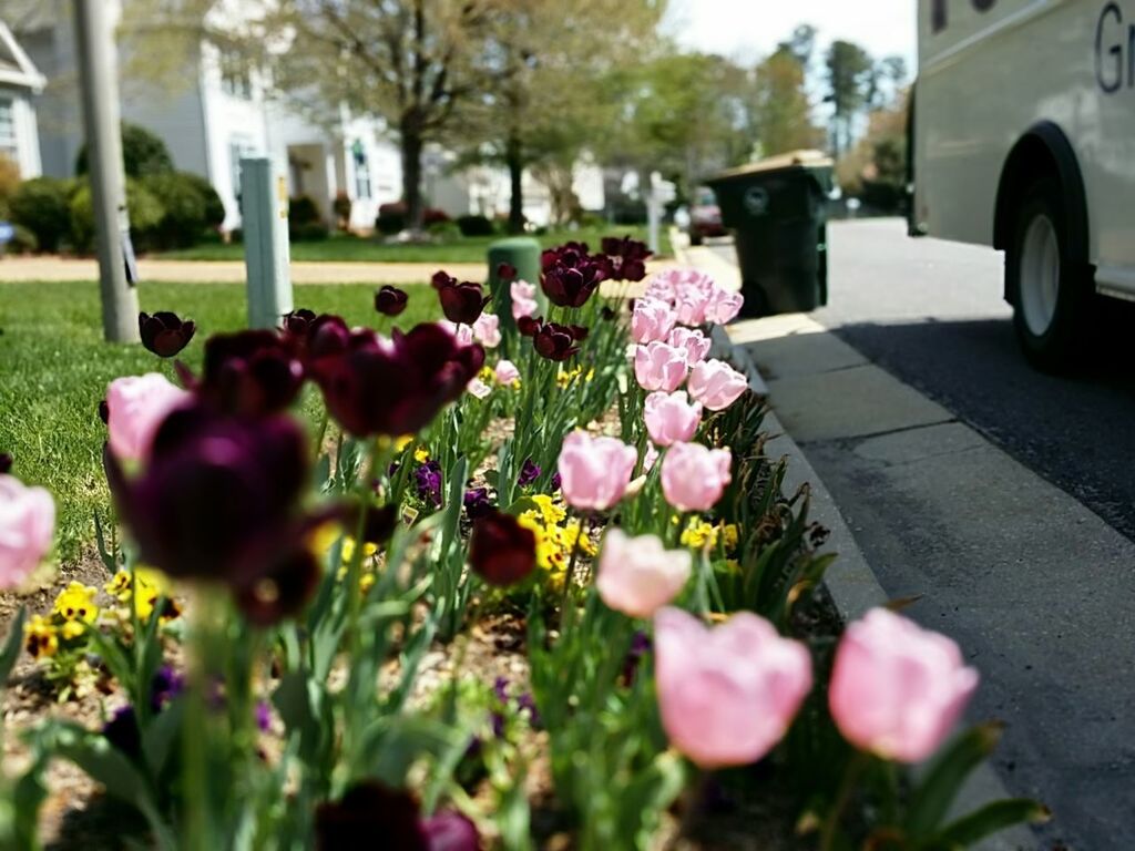 Flowers blooming on lawn by street