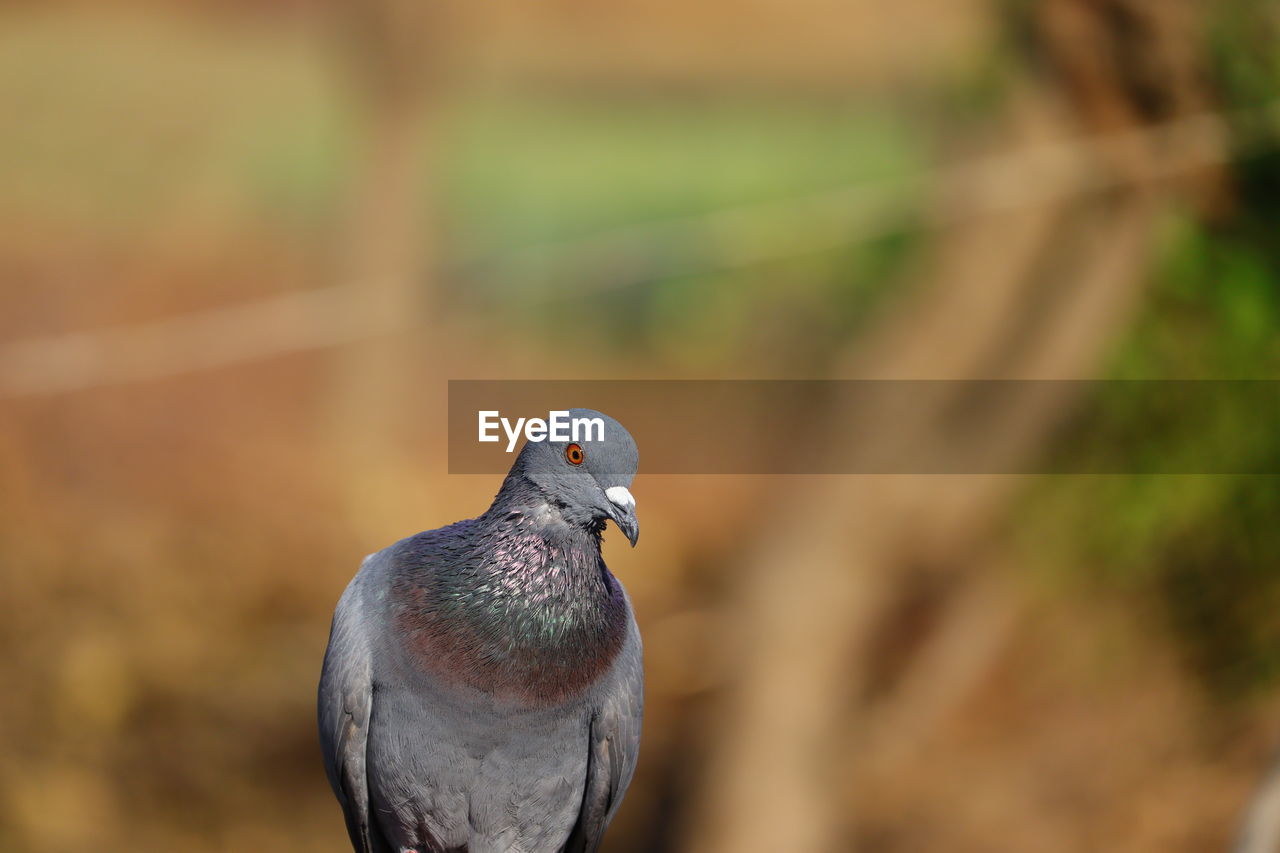 Royalty free pigeon photo, portrait pigeon hd image, background