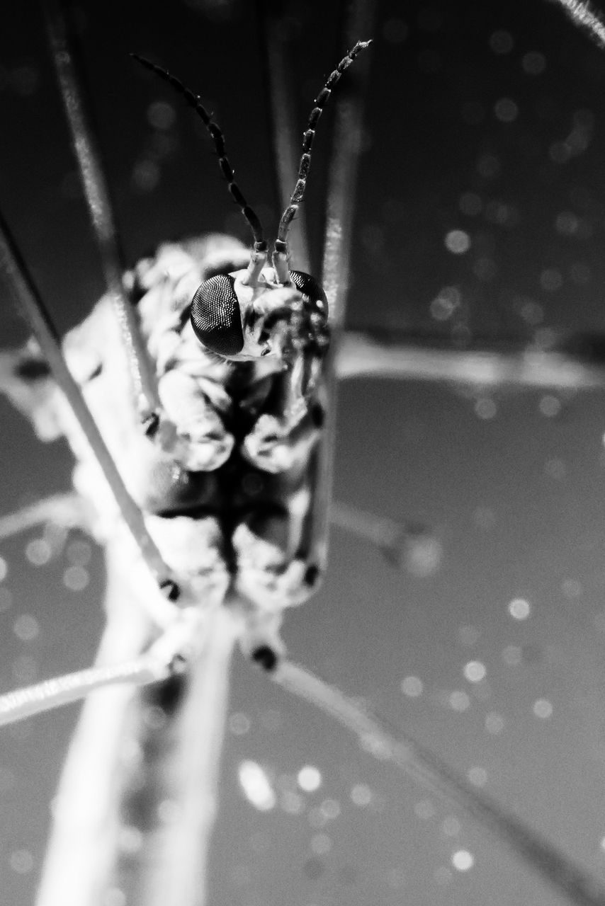 CLOSE-UP OF SPIDER IN WEB