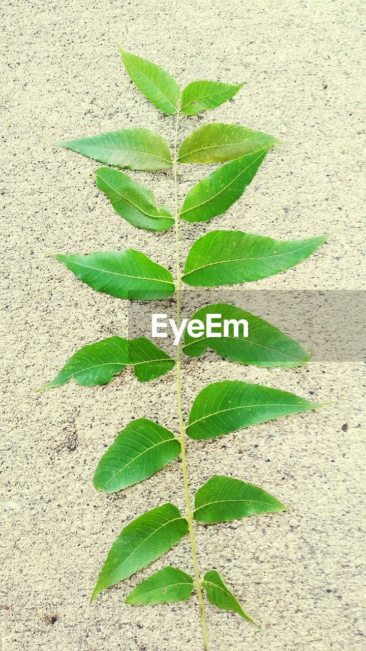 HIGH ANGLE VIEW OF LEAF