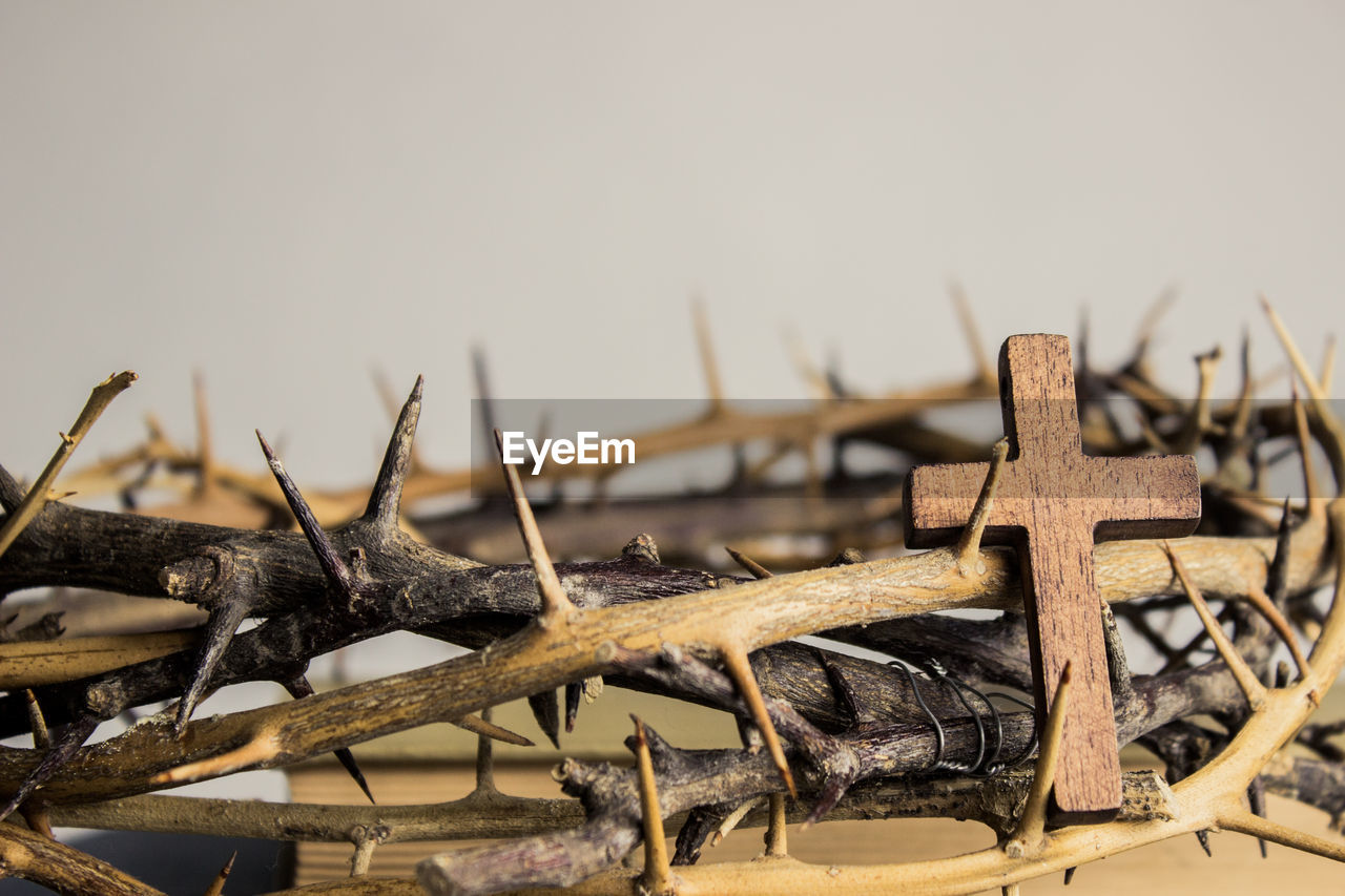 Close-up of lizard on wooden log