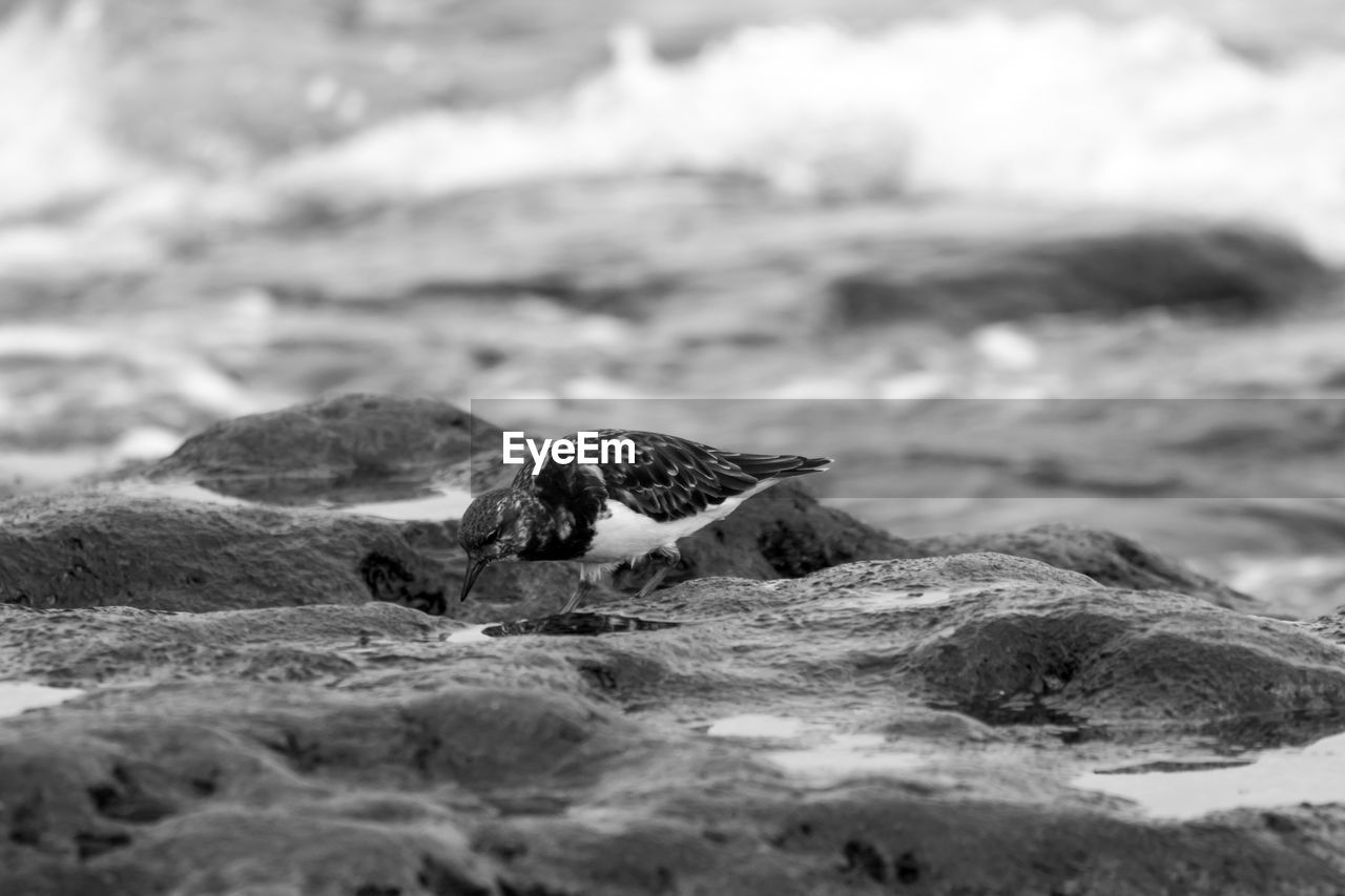 Sandpiper foraging on wet rock at seashore