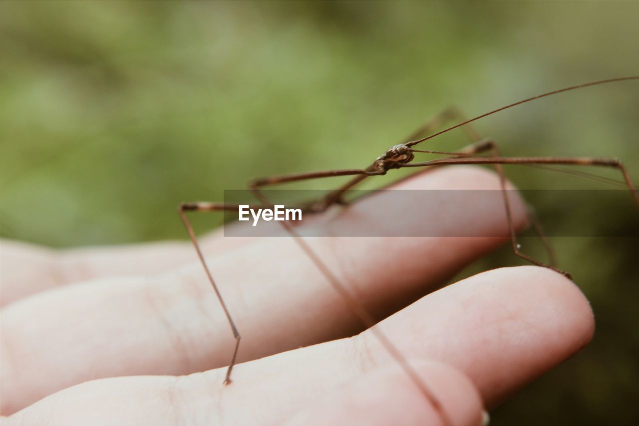Cropped hand holding stick insect