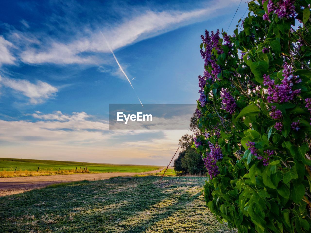 nature, sky, plant, cloud, beauty in nature, landscape, grass, environment, sunlight, land, field, flower, horizon, scenics - nature, flowering plant, no people, meadow, blue, growth, morning, rural area, rural scene, outdoors, tranquility, summer, agriculture, freshness, hill, tranquil scene, multi colored, leaf, tree, green, purple, travel, day, travel destinations, water, springtime, road