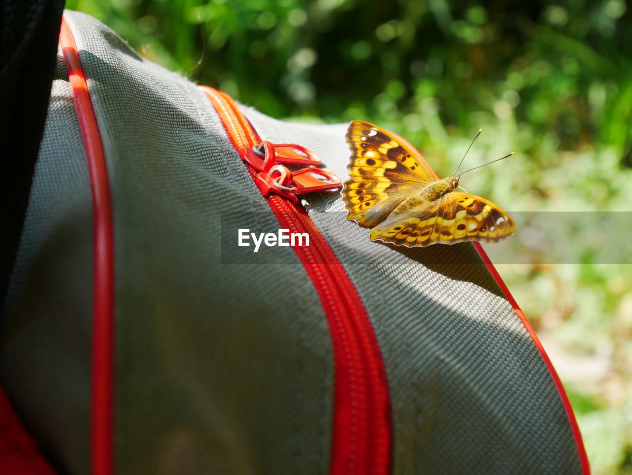 Close-up of butterfly on a bag