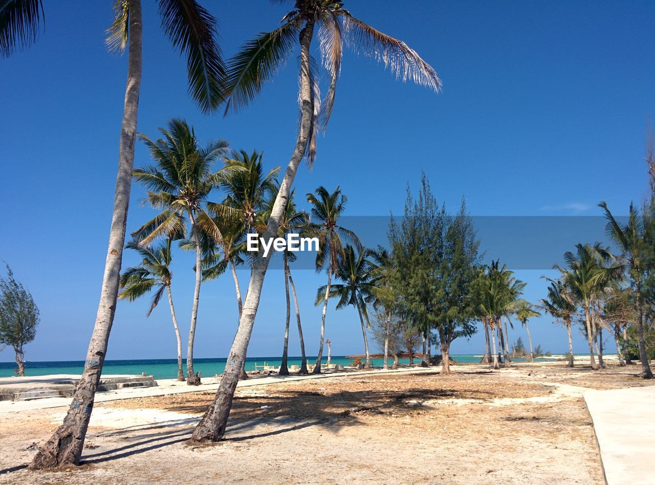 Palm trees on beach against clear blue sky