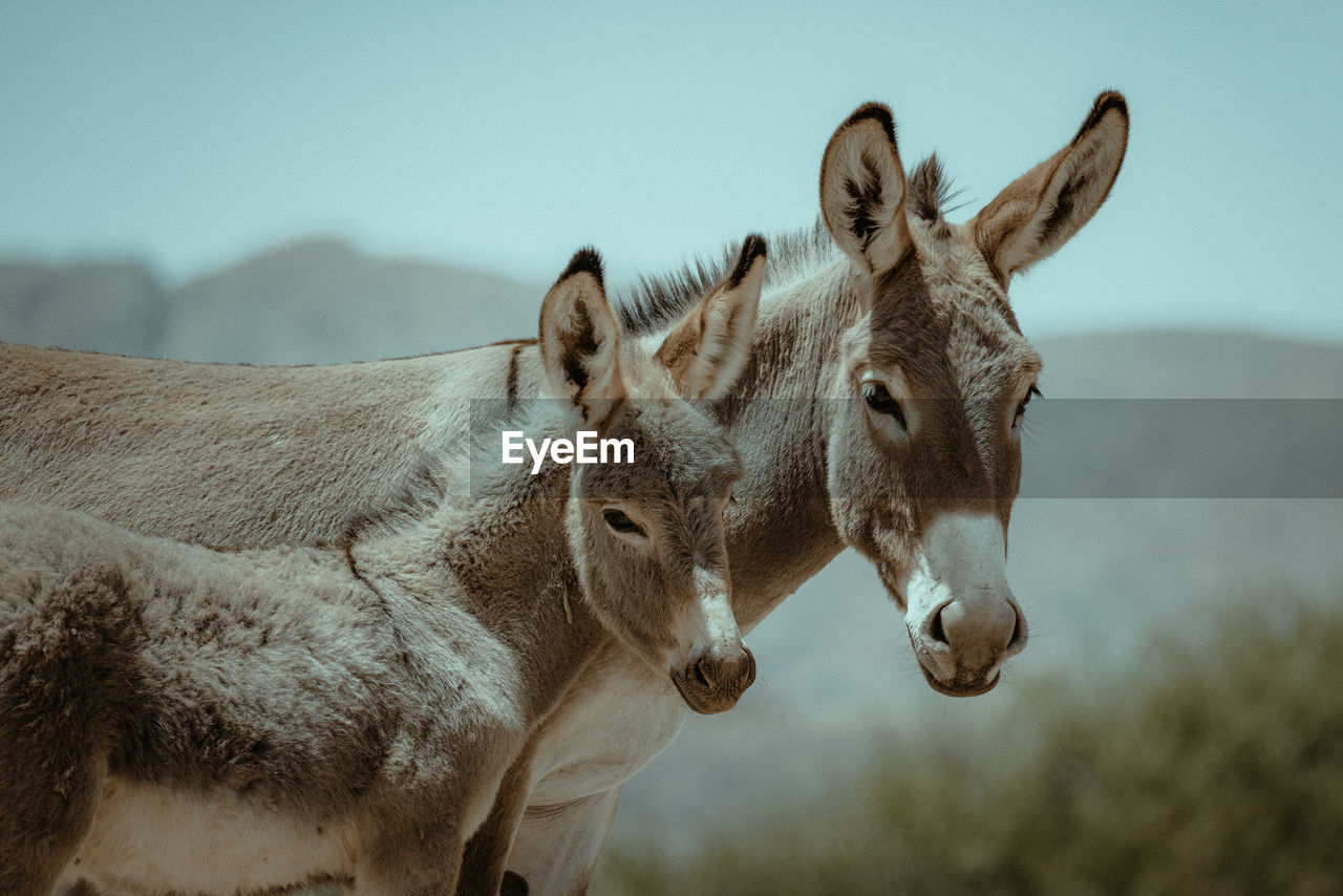 Close-up of two donkeys looking into camera