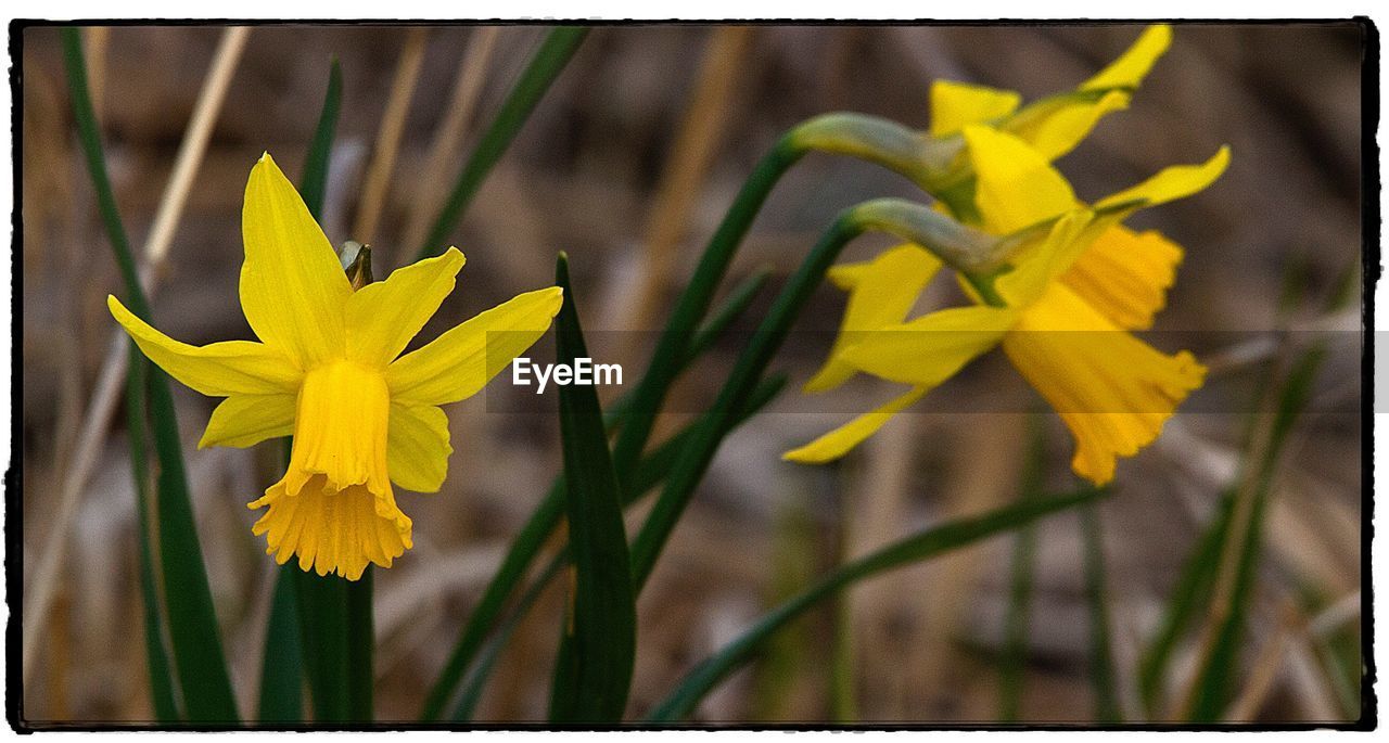 CLOSE-UP OF YELLOW DAFFODIL BLOOMING IN GARDEN