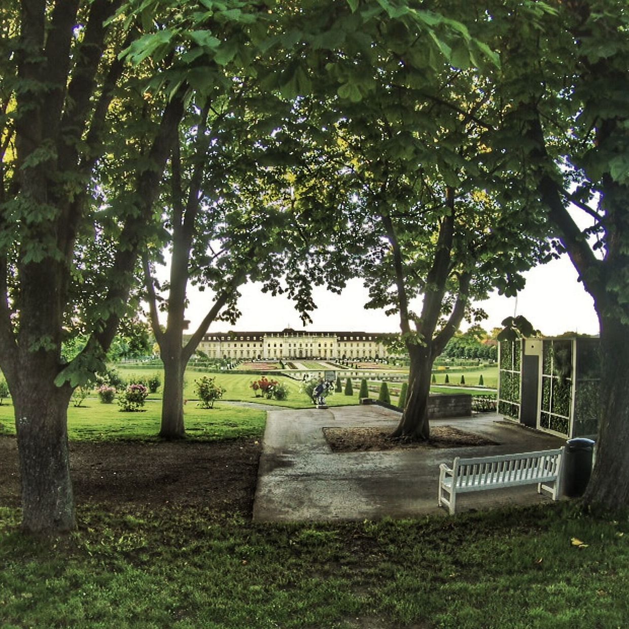 TREES AND GRASS IN PARK