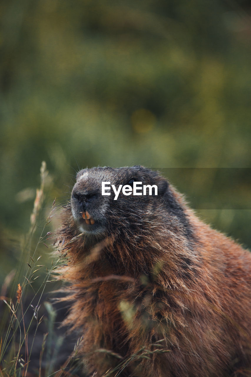 Close-up of alpine marmot