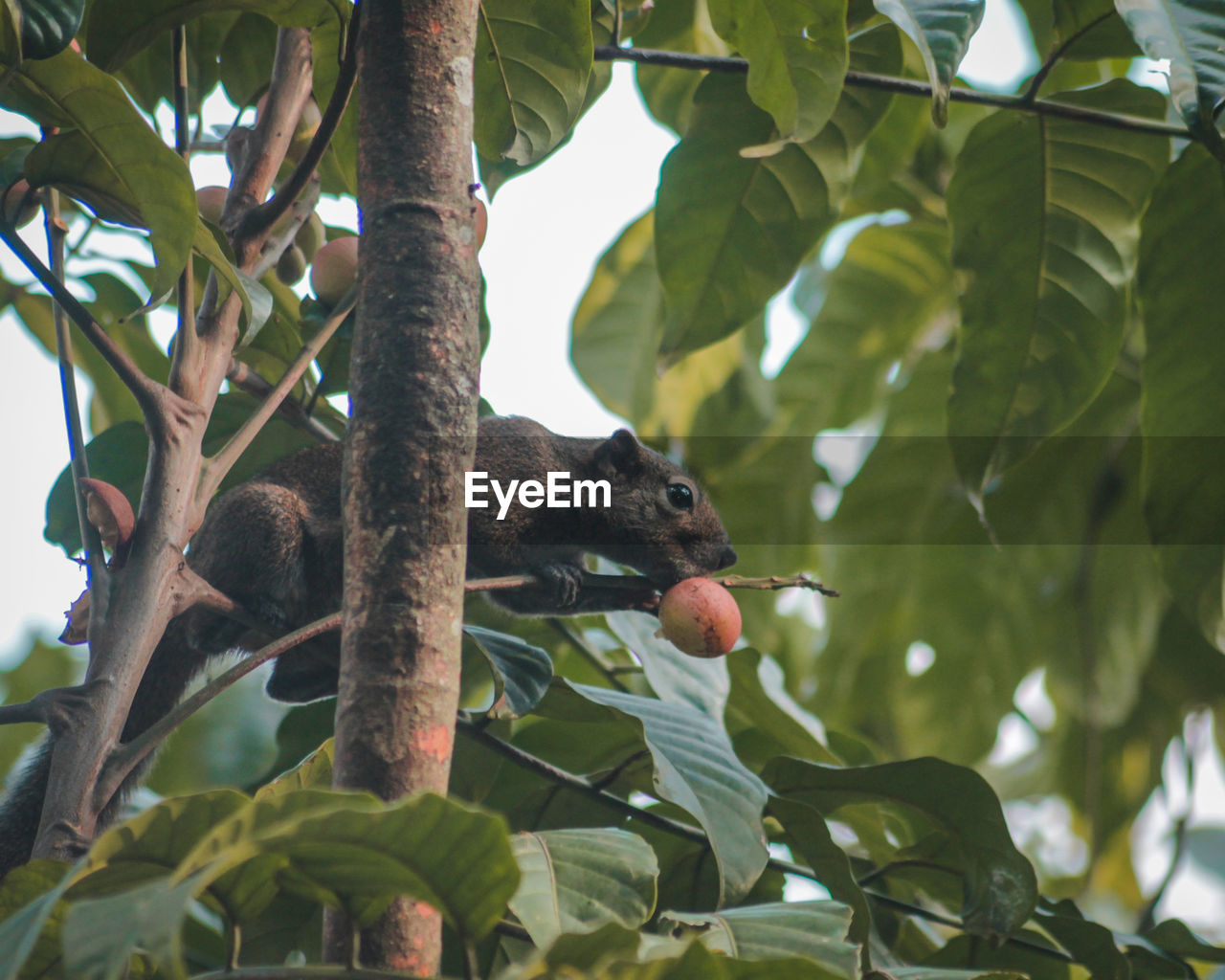 LOW ANGLE VIEW OF A BIRD ON BRANCH