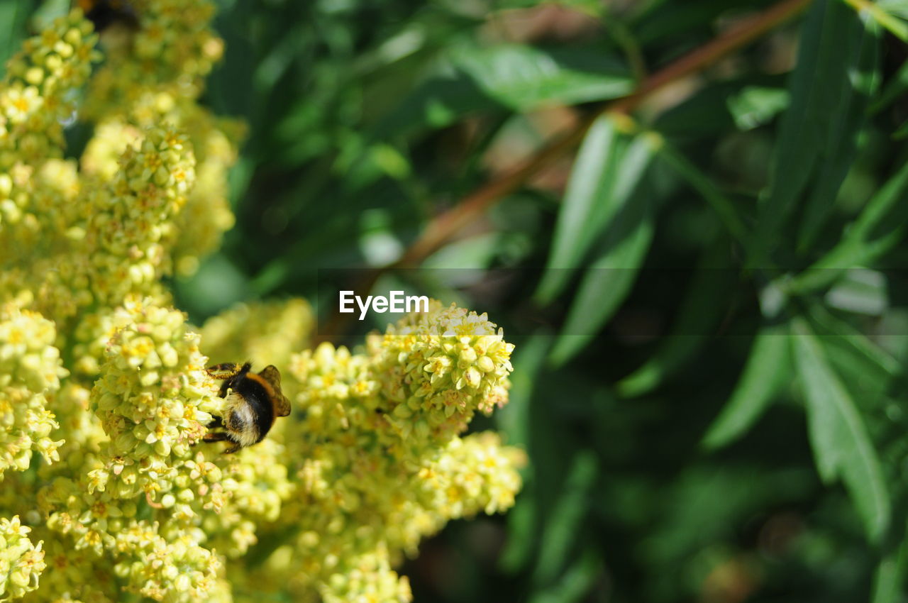 CLOSE-UP OF BEE POLLINATING ON YELLOW FLOWER