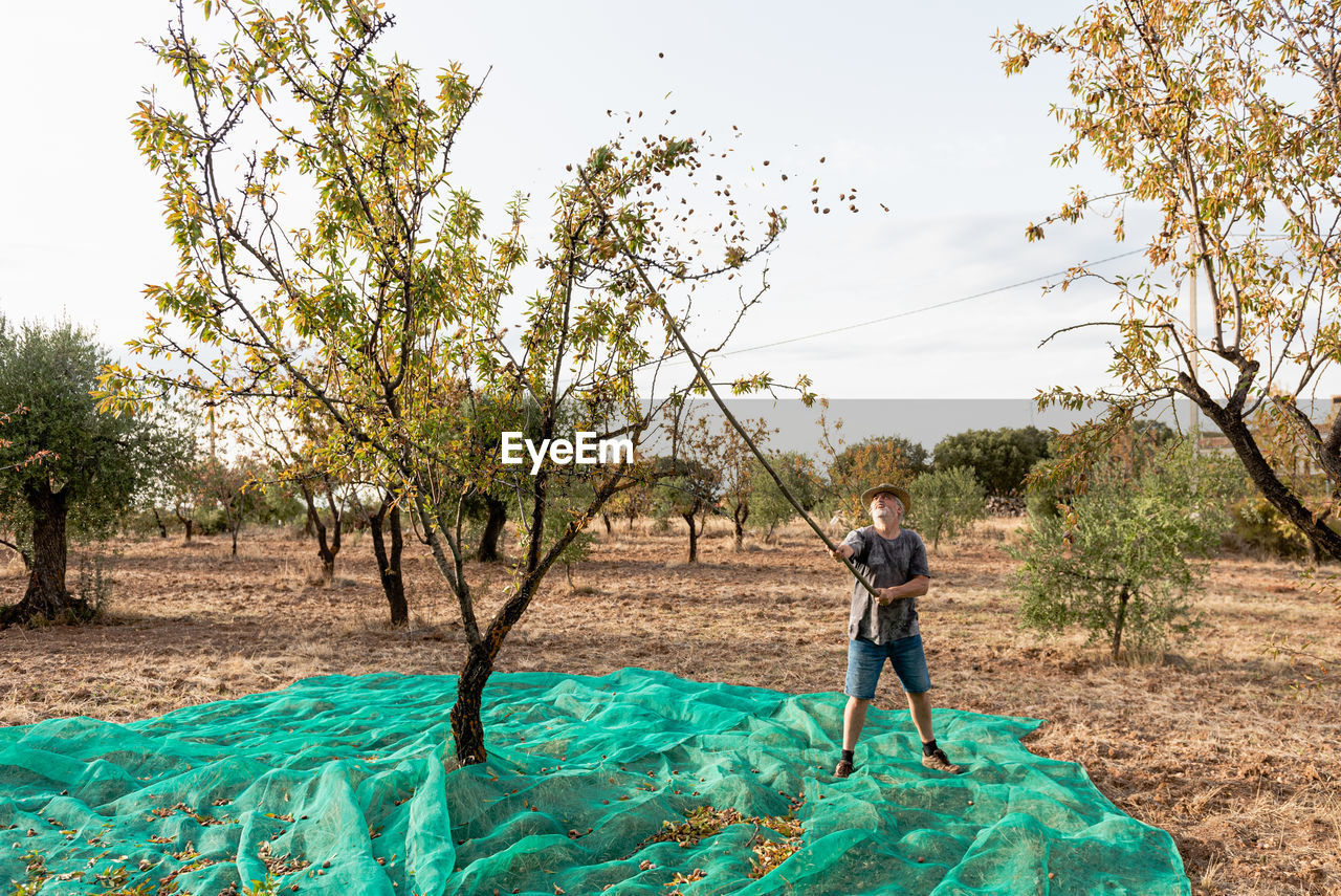Aged man beating almond tree branches with stick and picking nuts in mesh in garden