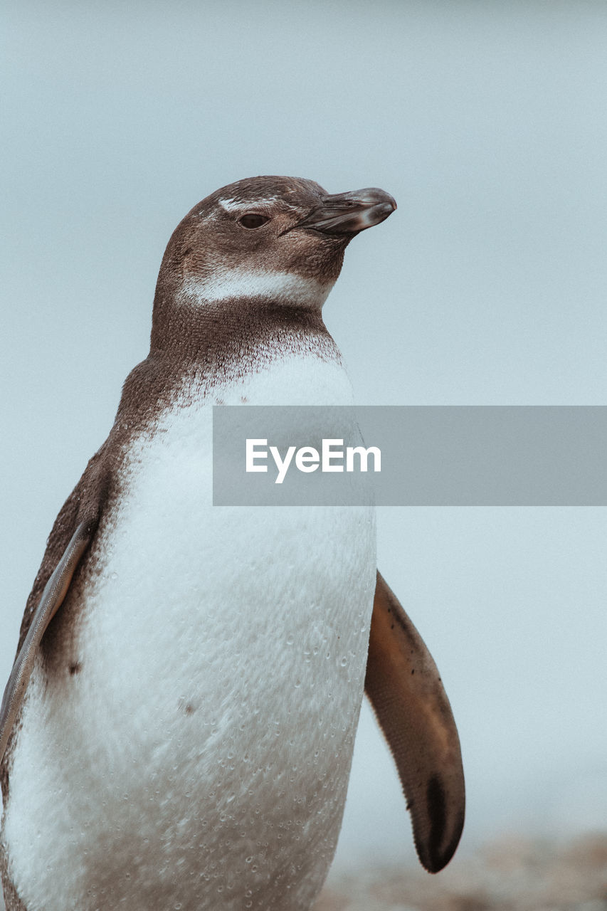 Close-up of penguin against clear sky