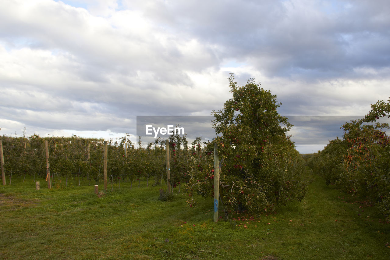 TREES AGAINST SKY