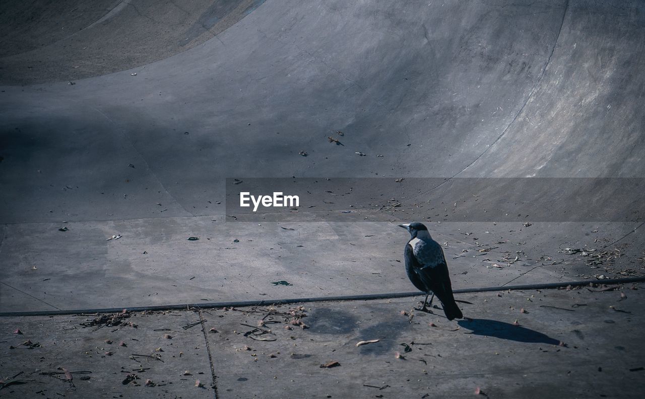 HIGH ANGLE VIEW OF BIRD PERCHING ON THE ROAD