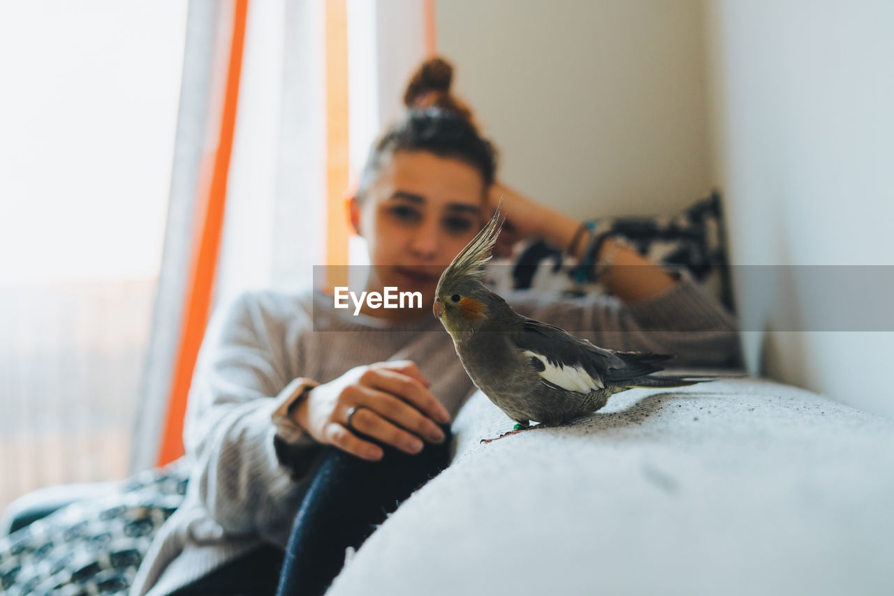 Side view of funny exotic cockatiel bird standing on sofa placed near window in modern apartment