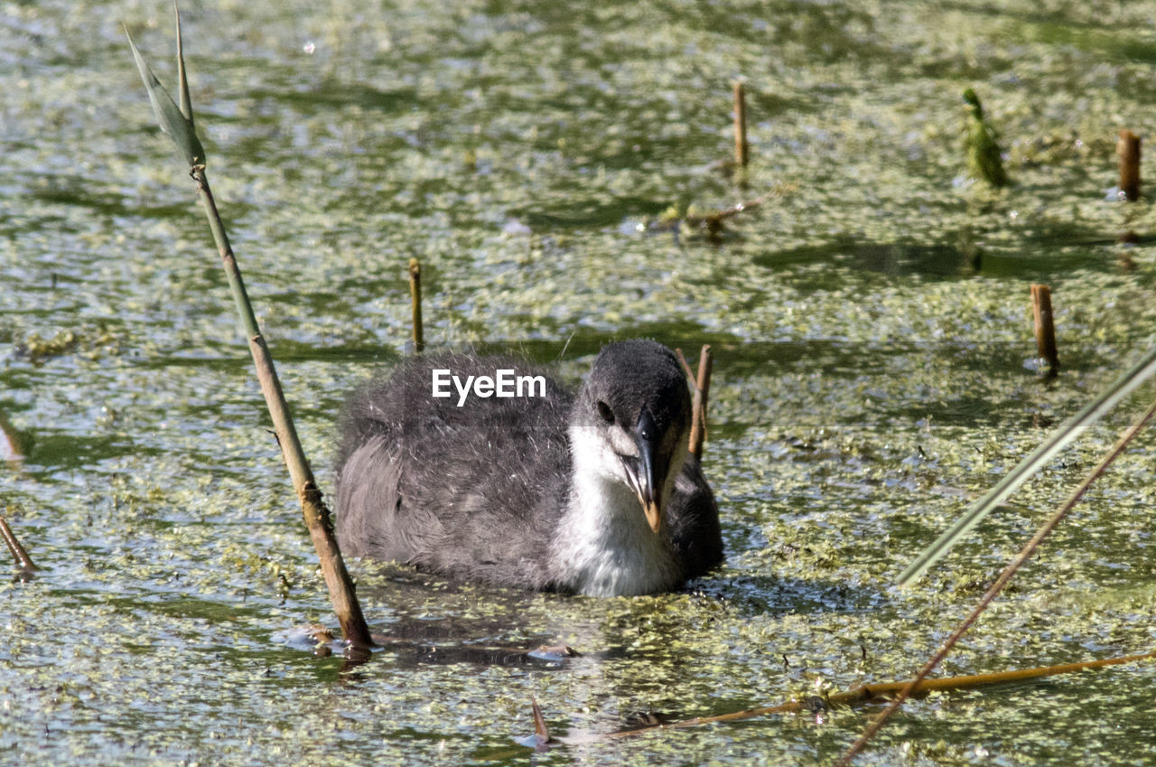 VIEW OF DUCKS SWIMMING IN LAKE