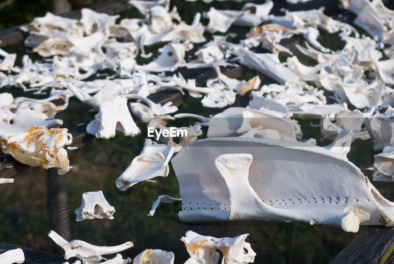 High angle view of stingrays bones drying on net