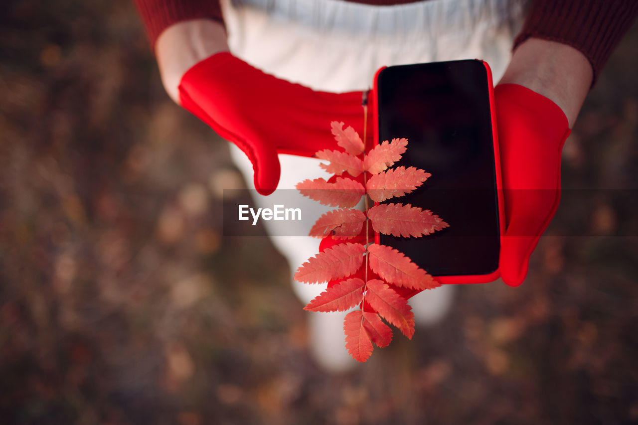 Close-up of hand holding maple leaves