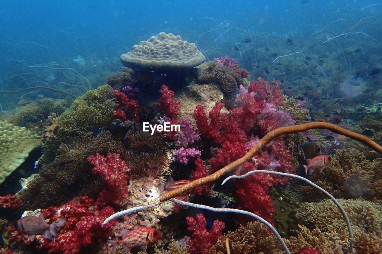 FISH SWIMMING UNDERWATER