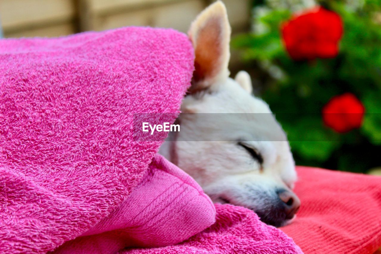 CLOSE-UP OF DOG RESTING ON PINK FLOWER