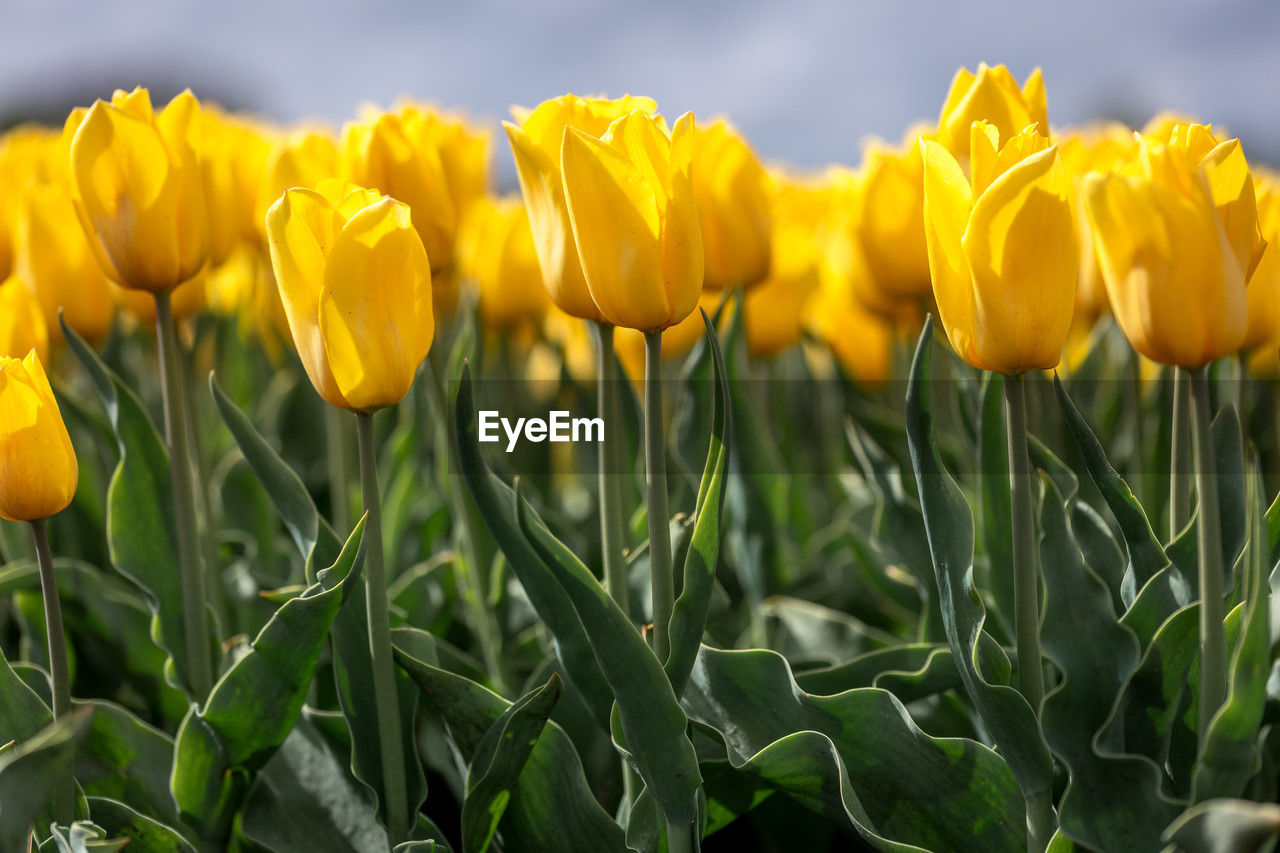 Close up of a yellow tulip field in spring grown by dutch growers in the province of drenthe