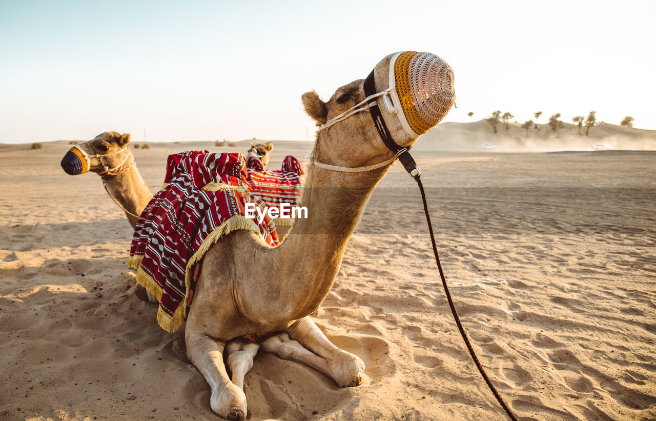 Camels sitting on sand at desert