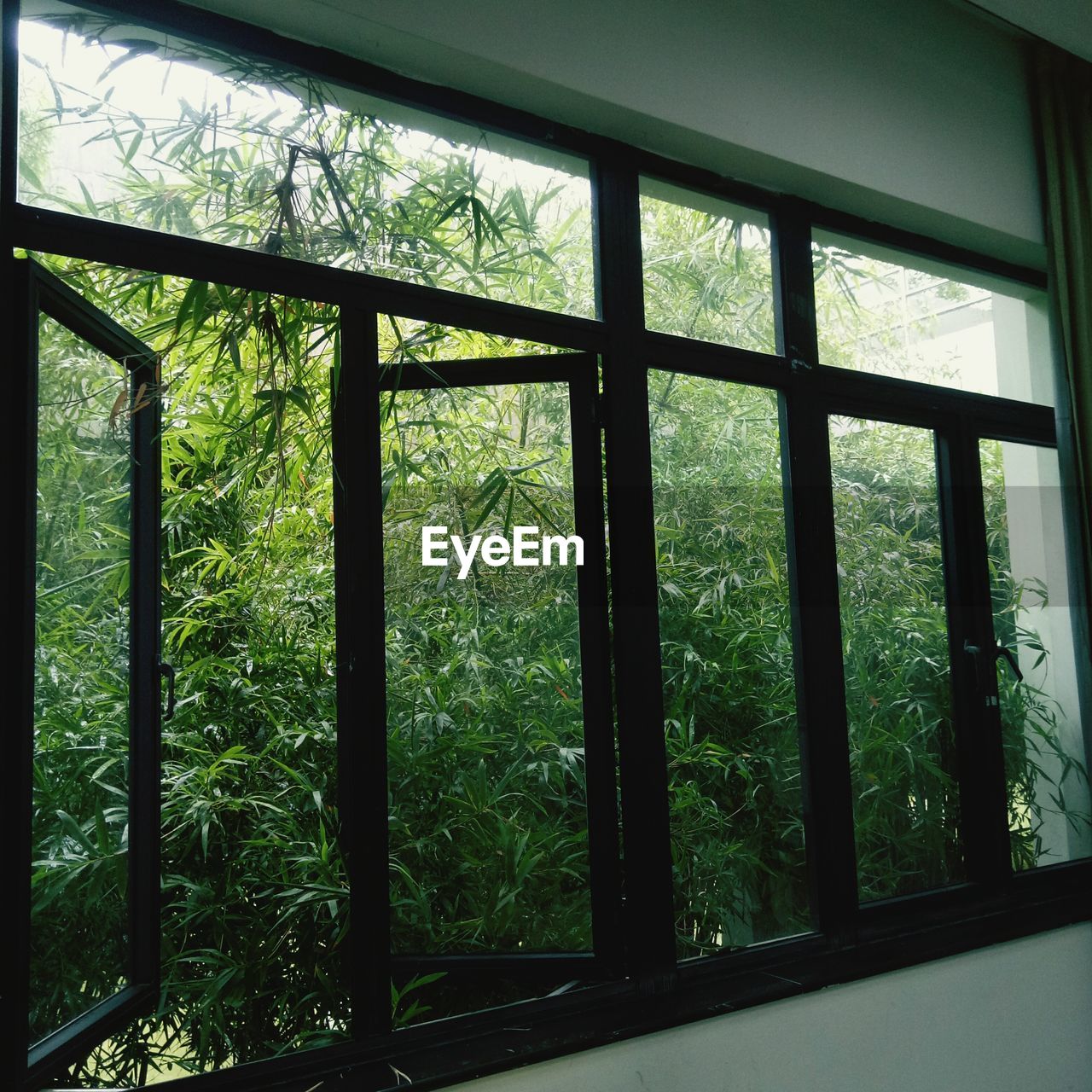 VIEW OF TREES IN WINDOW