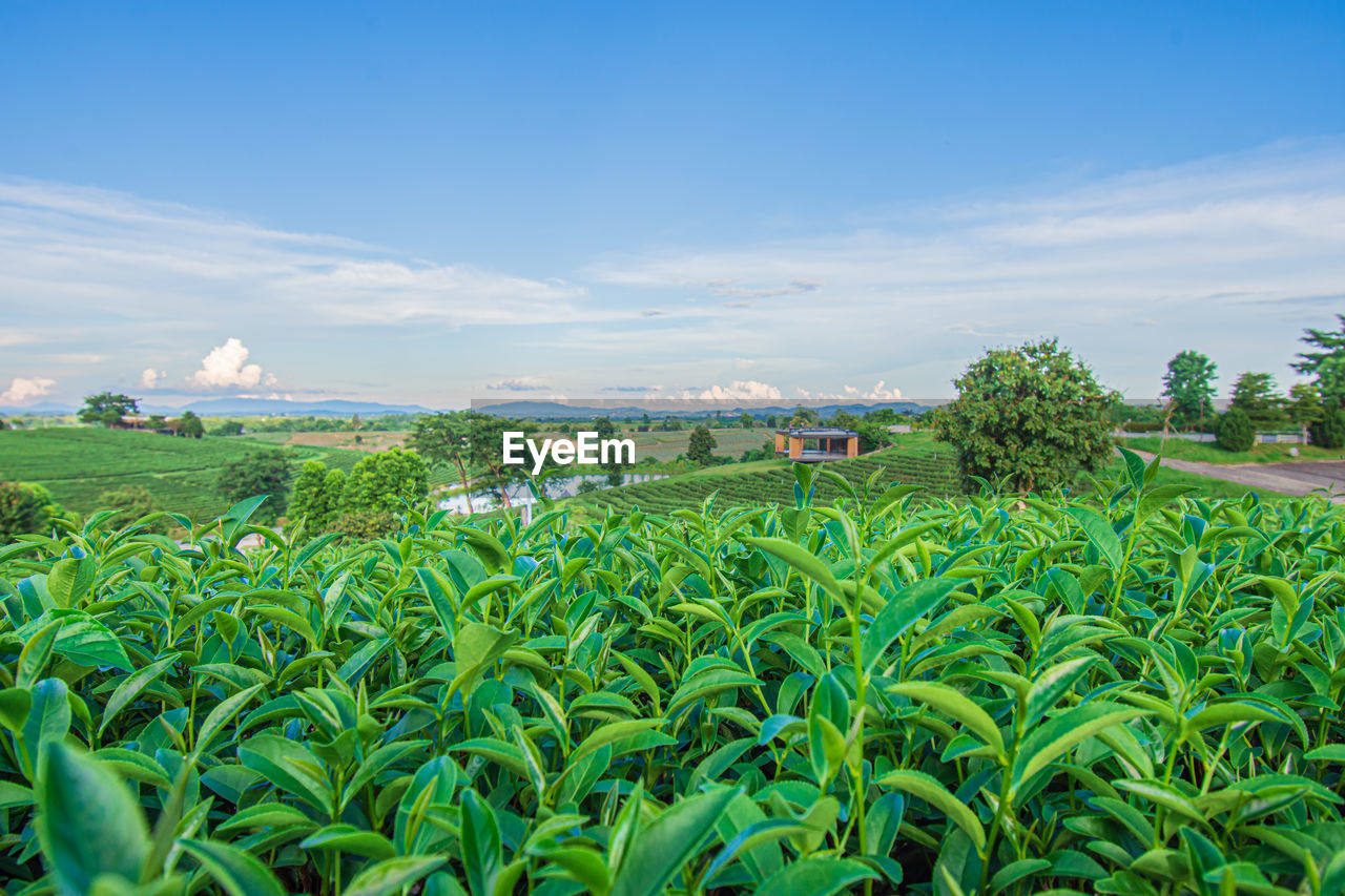 plant, agriculture, sky, field, land, landscape, plantation, nature, crop, green, environment, growth, food, grass, rural scene, flower, cloud, food and drink, farm, corn, rural area, tree, no people, architecture, beauty in nature, blue, vegetable, outdoors, cereal plant, scenics - nature, paddy field, day, leaf, building, built structure, plant part, building exterior