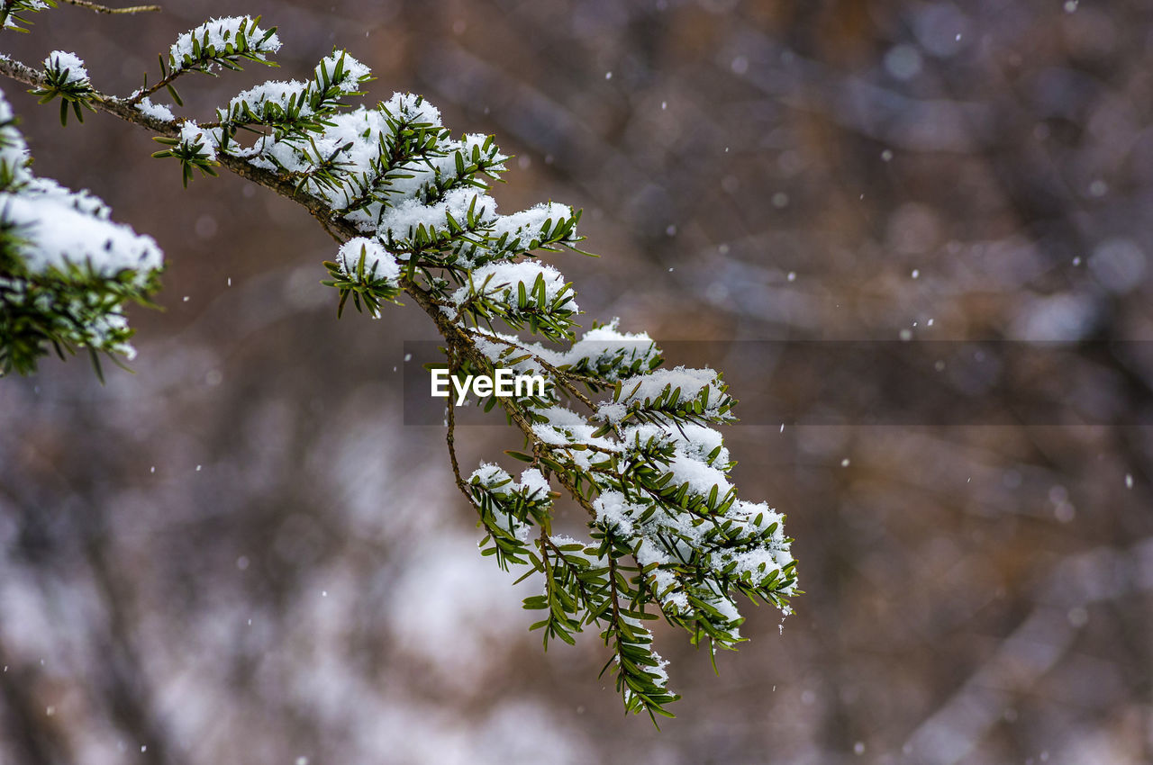 Snowing on the pine tree