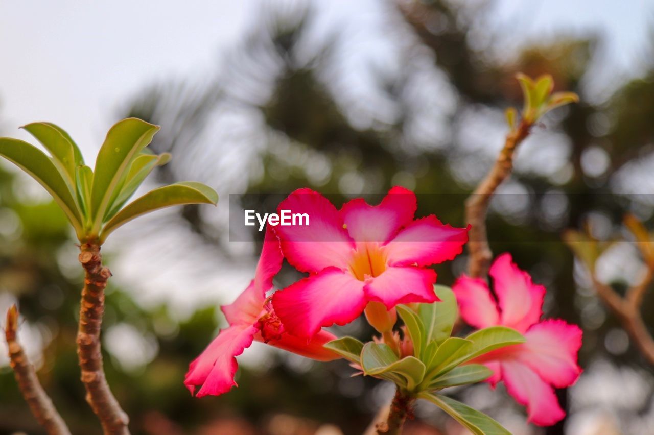 CLOSE-UP OF PINK FLOWERS