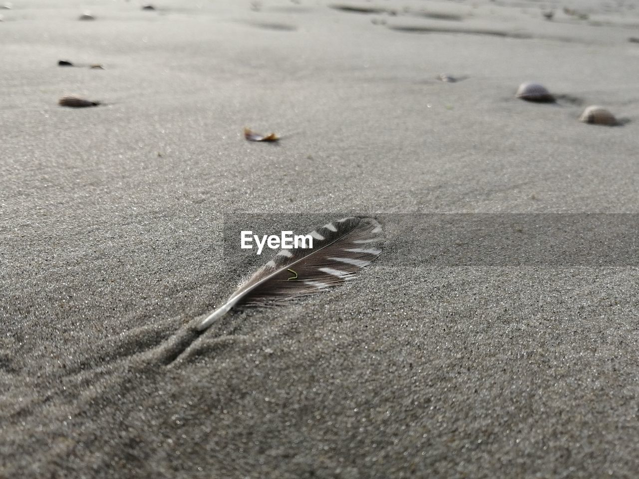 HIGH ANGLE VIEW OF LIZARD ON BEACH