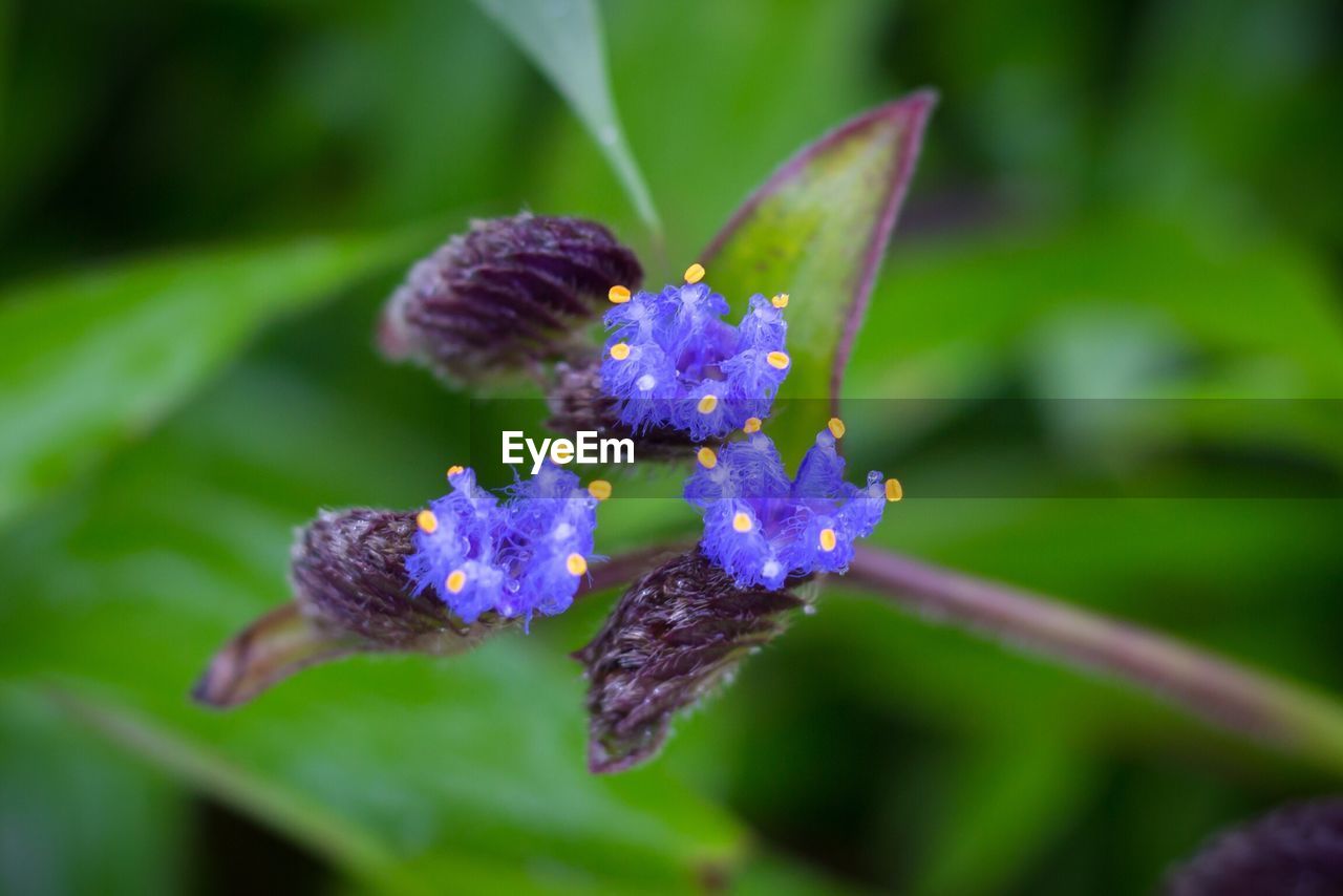 Close-up of purple flowers blooming outdoors