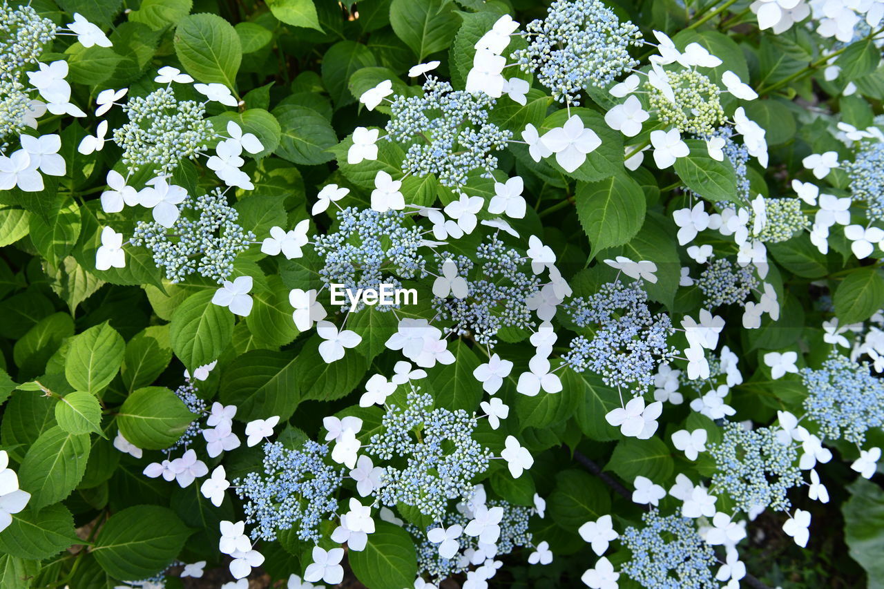 CLOSE-UP OF WHITE FLOWERING PLANTS