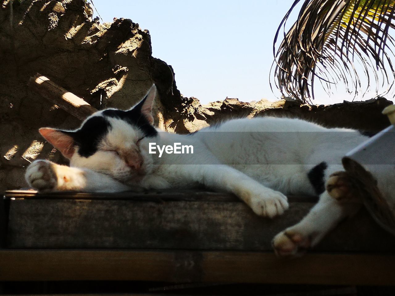 CLOSE-UP OF A SLEEPING CAT