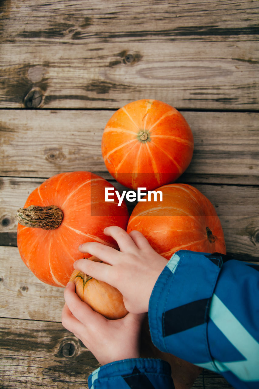 Child's hands take small pumpkins. halloween and thanksgiving season. harvesting, colors of autumn