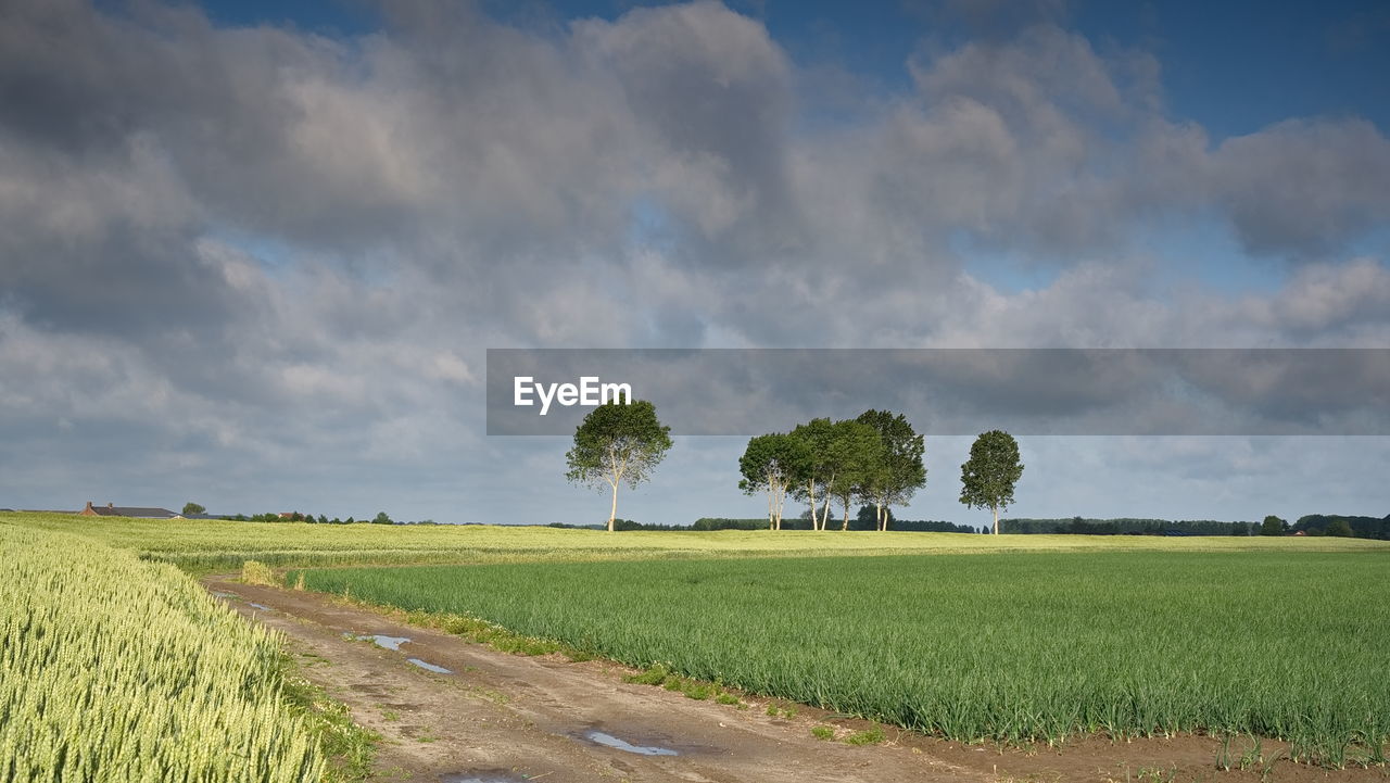 trees on field against sky