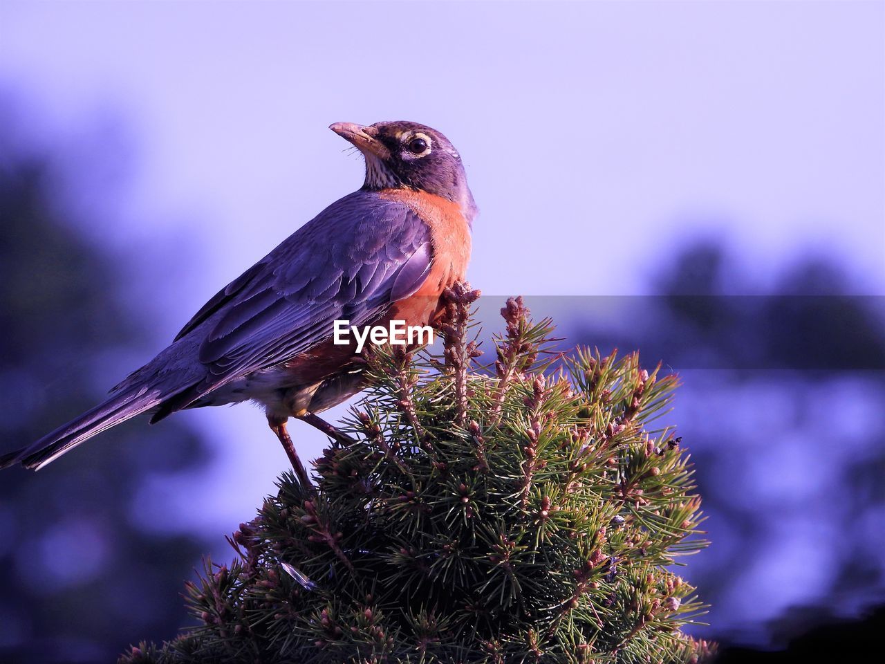 Close-up of bird perching on a tree