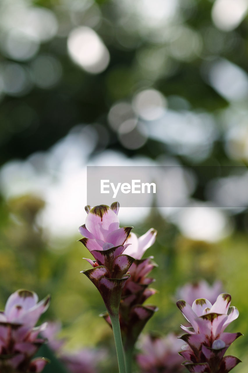 Close-up of pink flowering plant