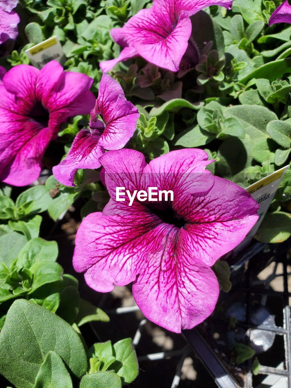 flower, plant, flowering plant, freshness, growth, beauty in nature, petal, fragility, inflorescence, flower head, pink, close-up, plant part, leaf, nature, no people, petunia, day, purple, outdoors, pollen, springtime, botany, green, hibiscus, blossom, high angle view