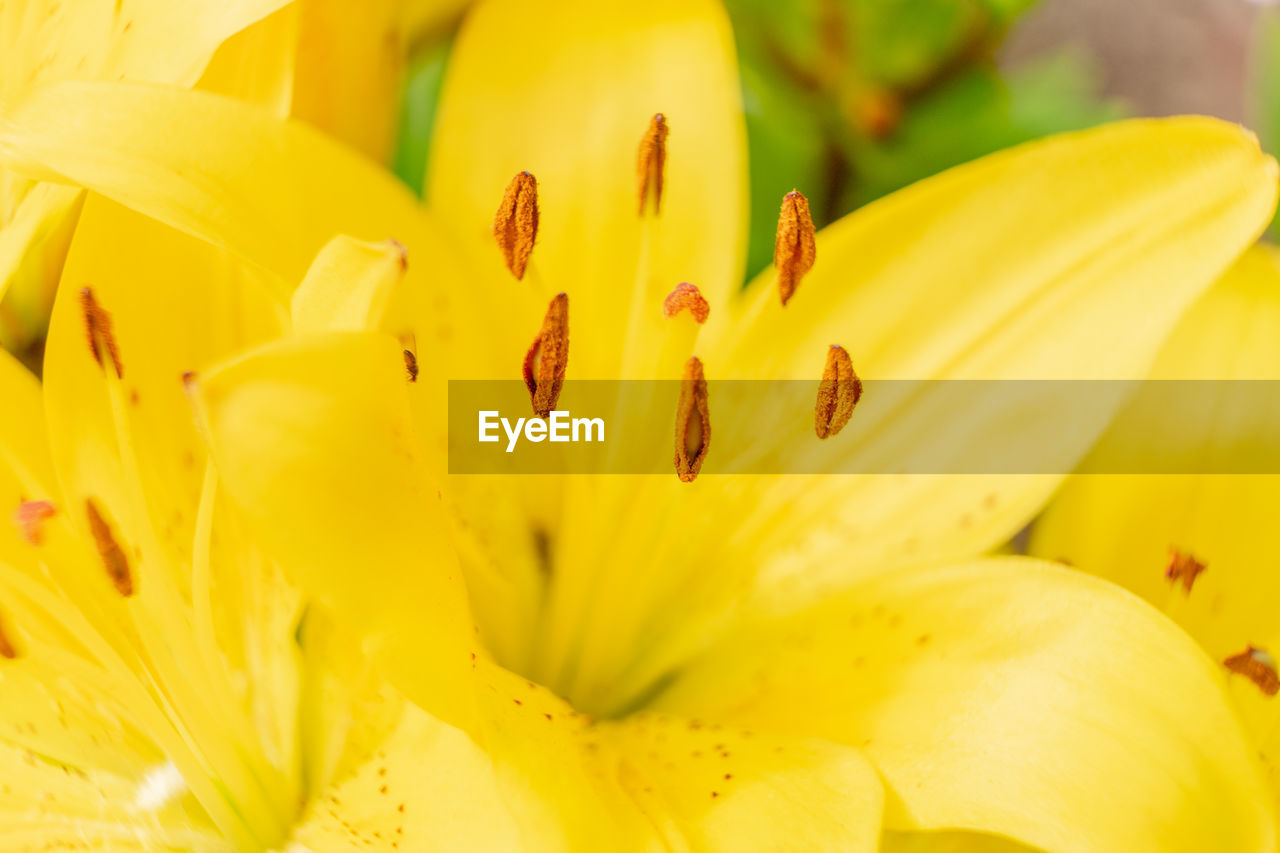 CLOSE-UP OF YELLOW LILIES ON WHITE ROSE