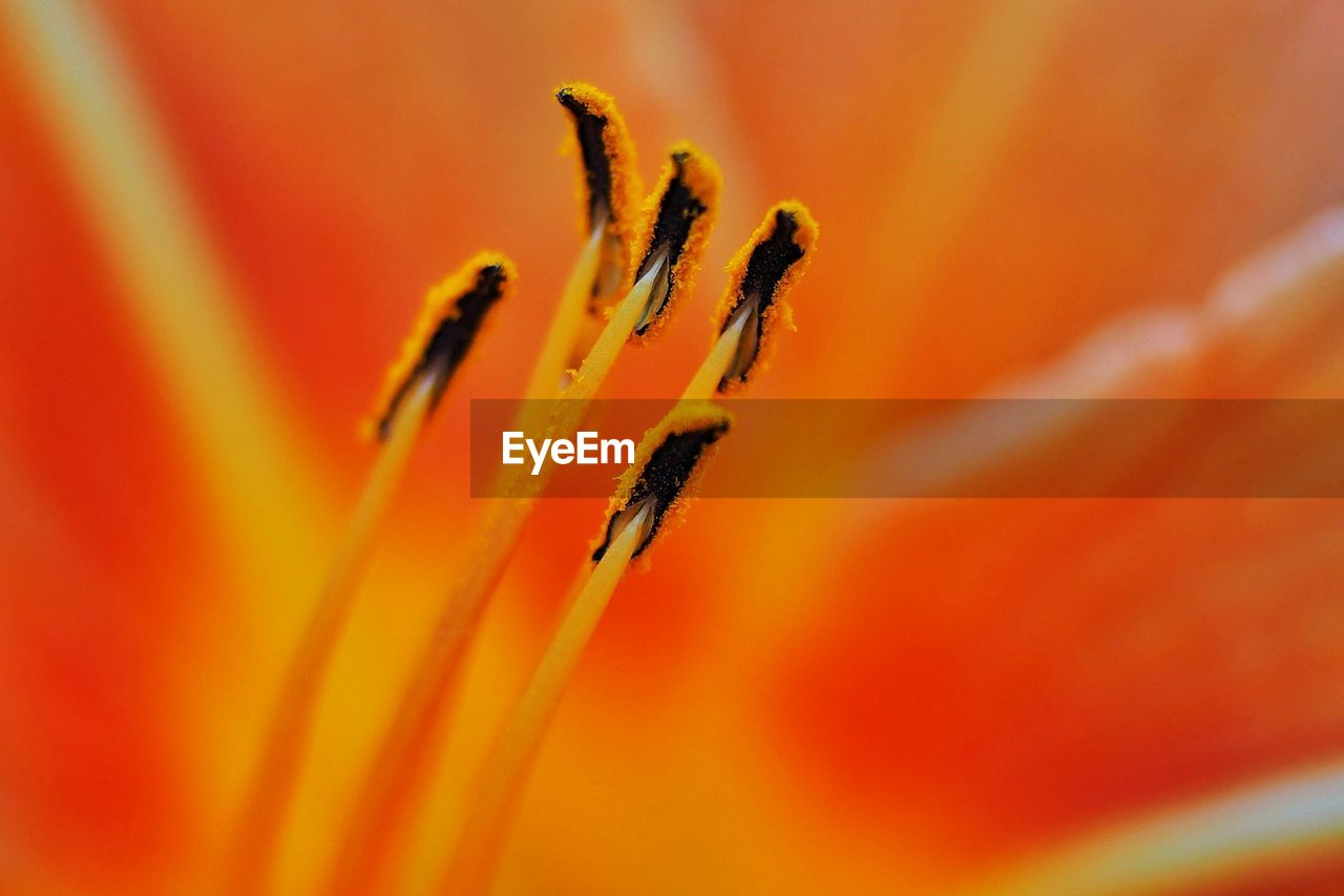 CLOSE-UP OF ORANGE INSECT ON FLOWER