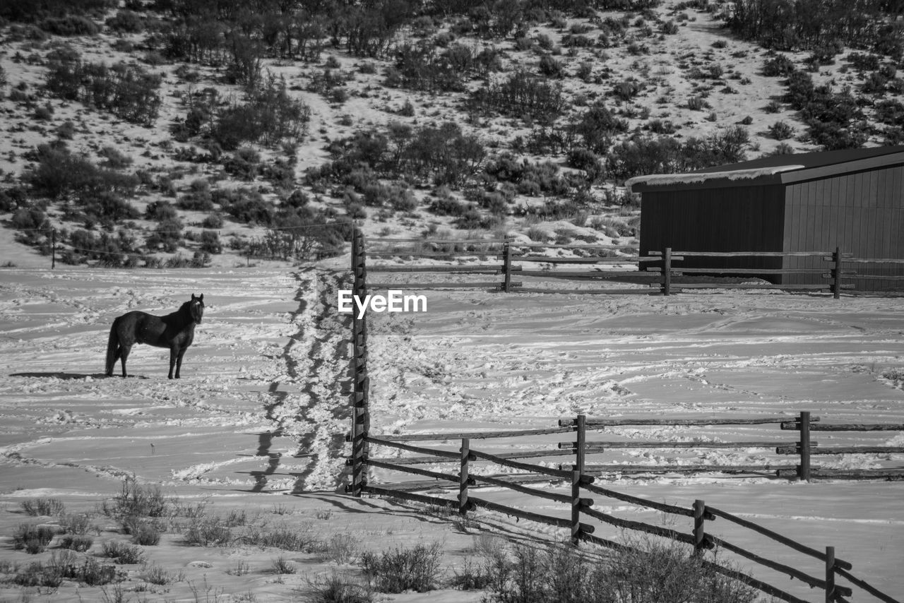 HORSE STANDING ON SNOW COVERED FIELD