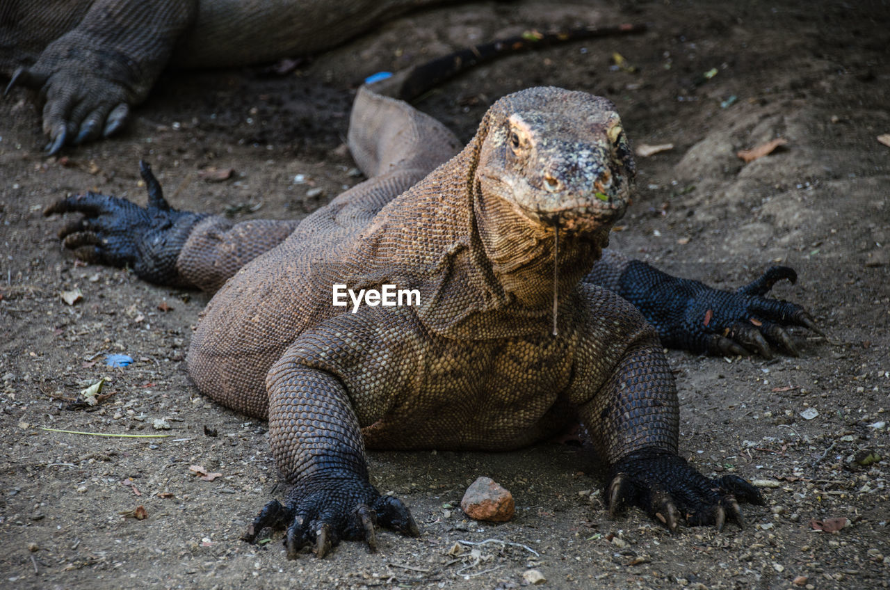 HIGH ANGLE VIEW OF LIZARD ON GROUND