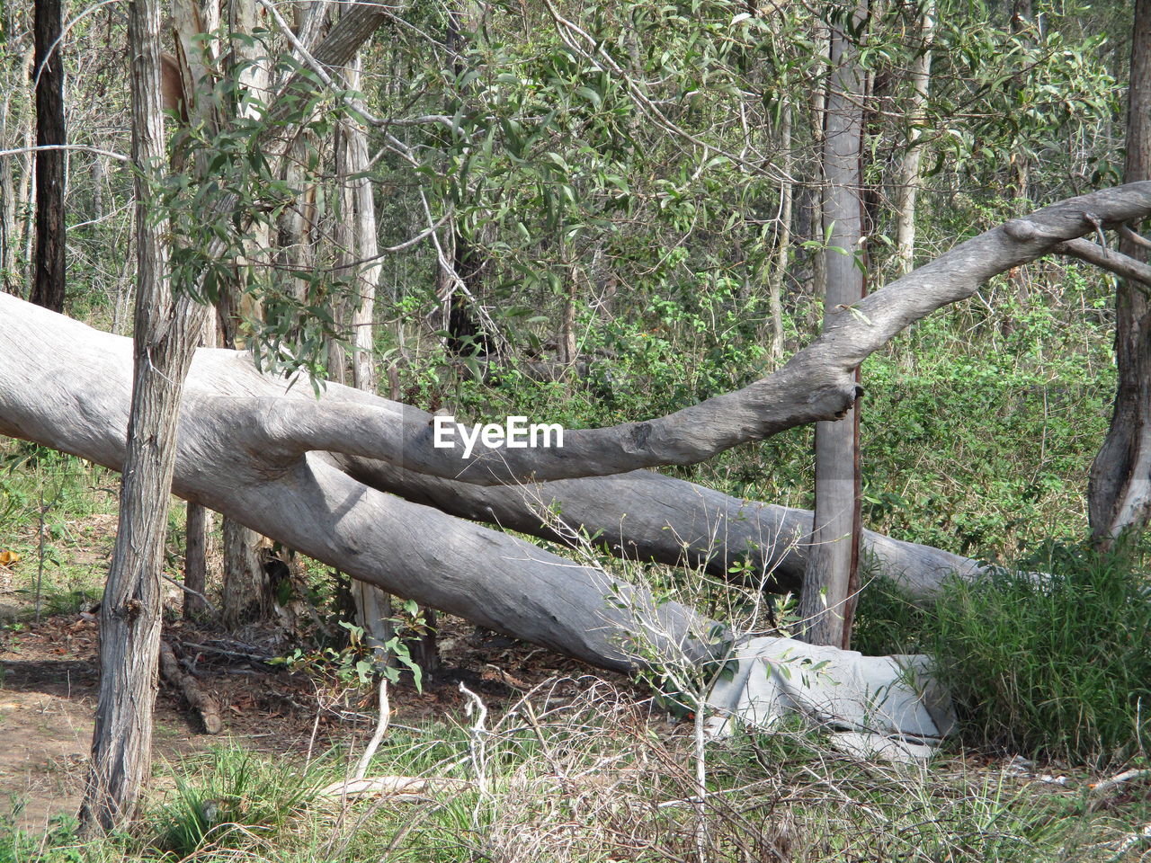 Trees in forest