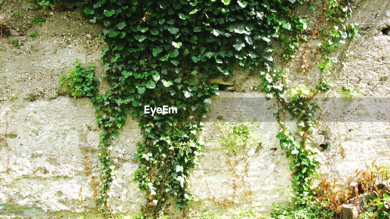 CLOSE-UP OF IVY GROWING ON TREE