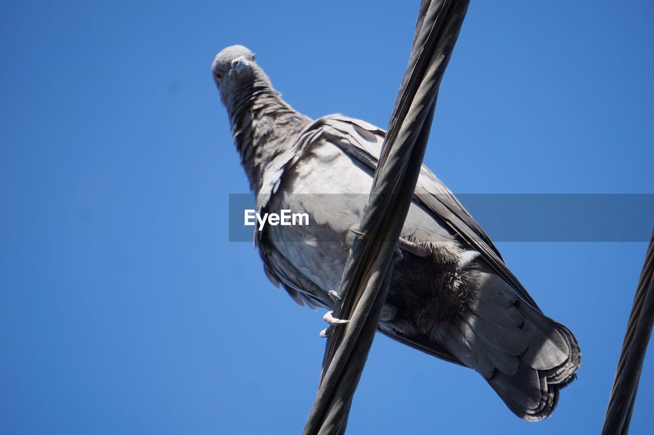 LOW ANGLE VIEW OF BIRD PERCHING ON THE SKY