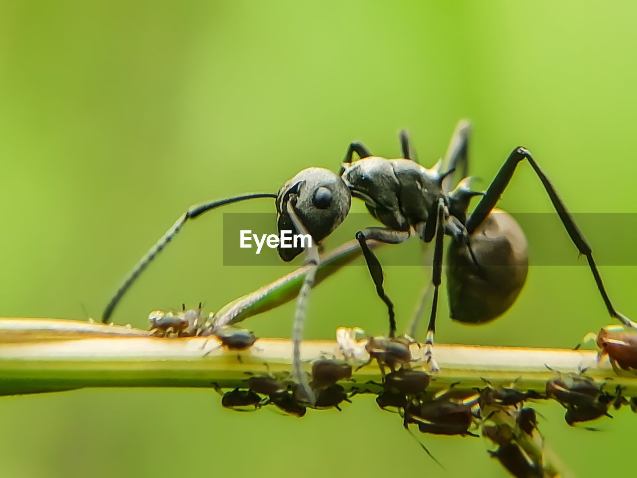 CLOSE-UP OF ANTS