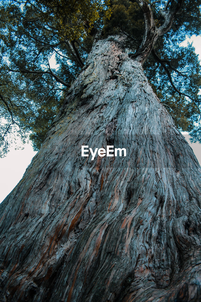 LOW ANGLE VIEW OF TREE TRUNK AGAINST ROCKY MOUNTAINS